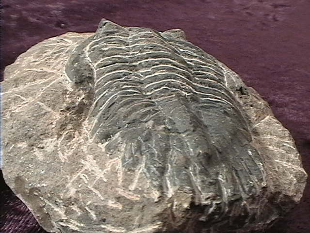 Fossil - Trilobite - Phacops - 55mm - Click Image to Close